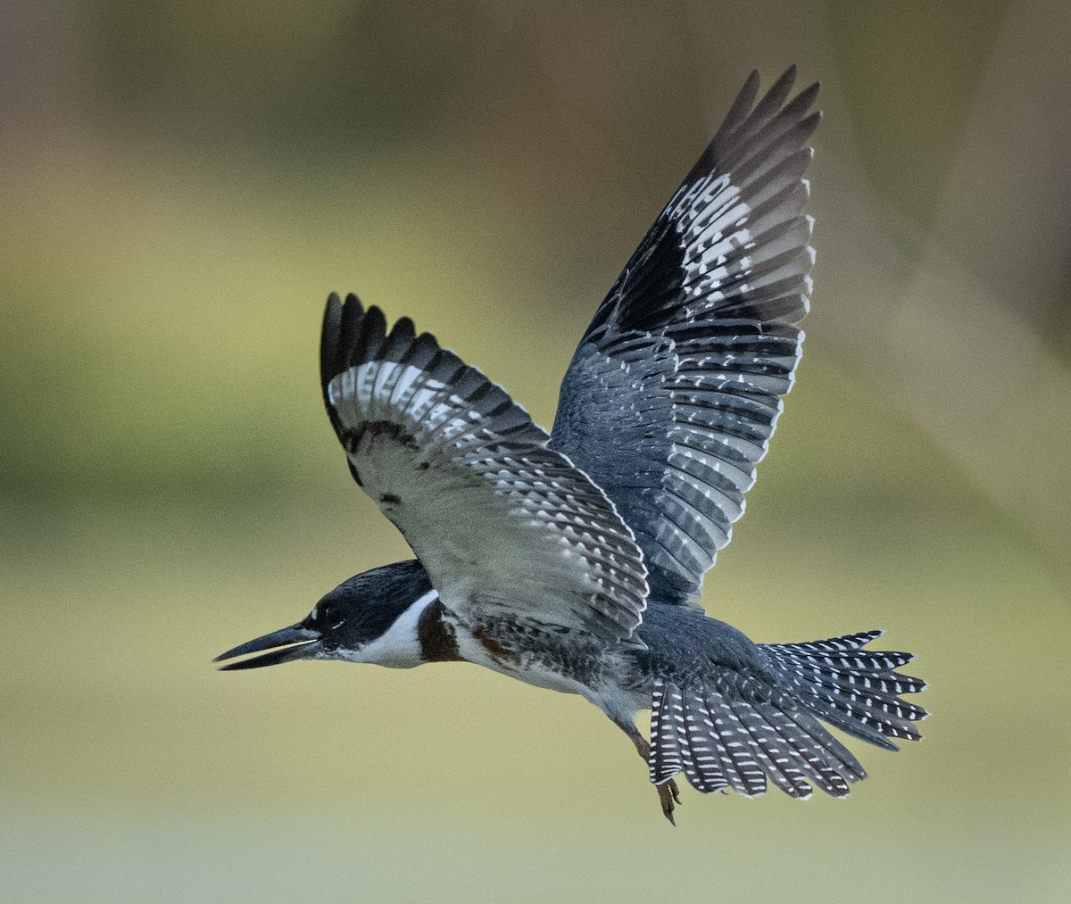 Belted Kingfisher - ML623786780