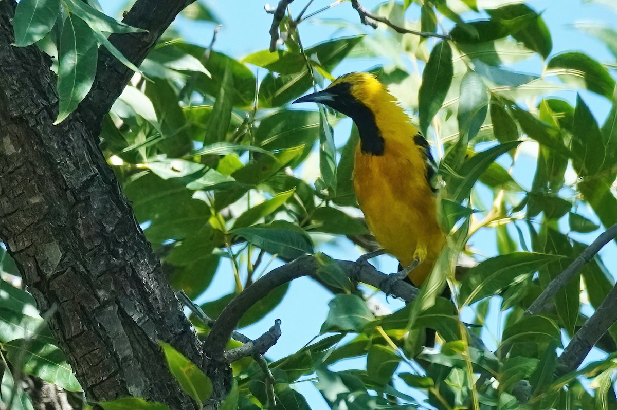 Hooded Oriole - ML623786851