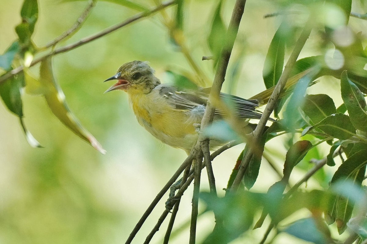 Hooded Oriole - ML623786852