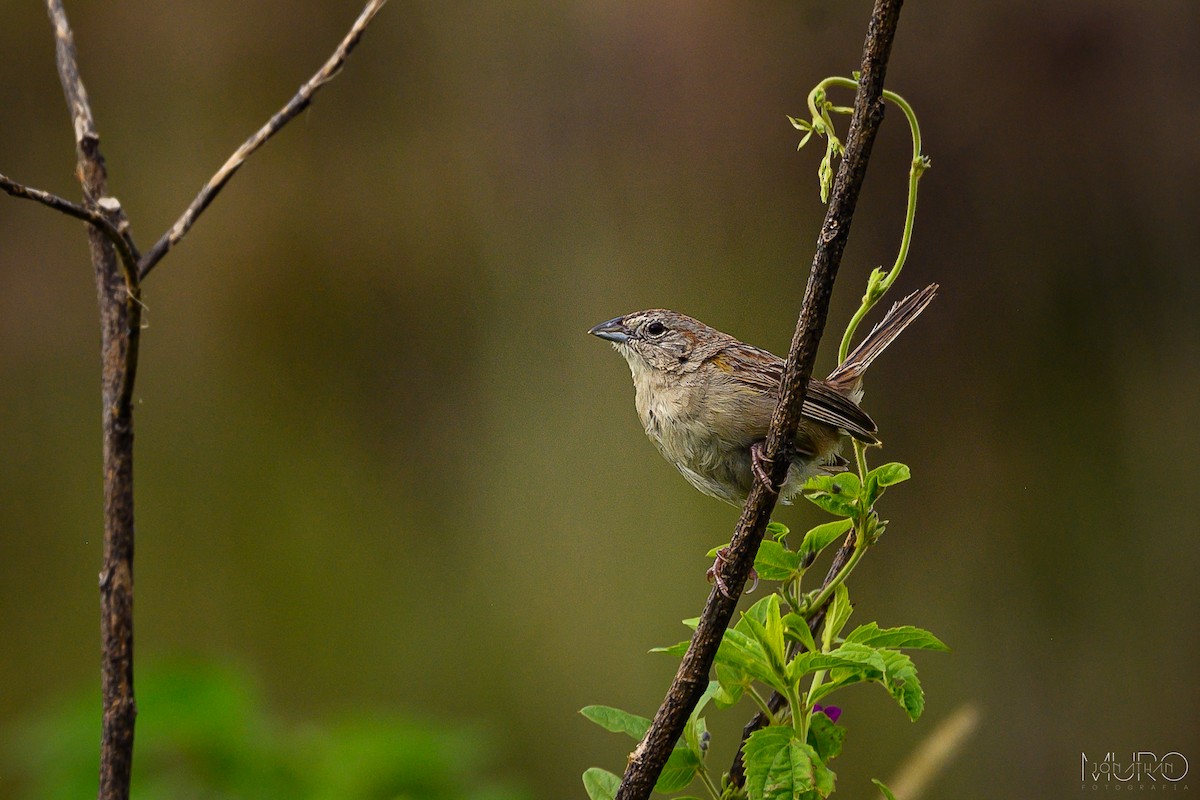 Botteri's Sparrow - ML623786854