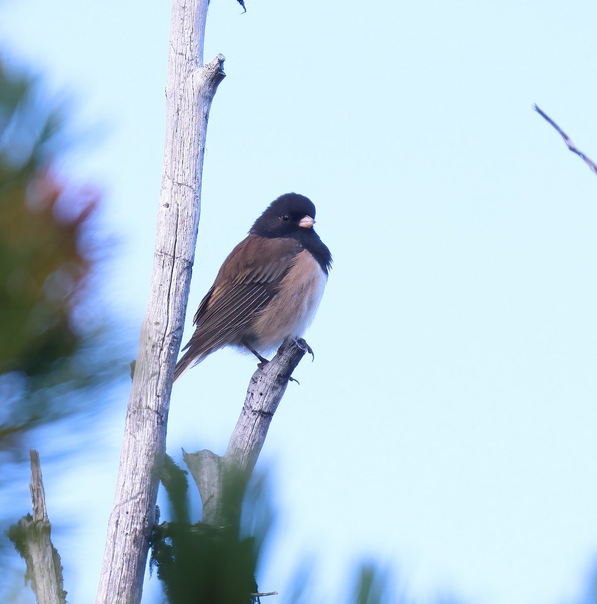 Dark-eyed Junco - ML623786867