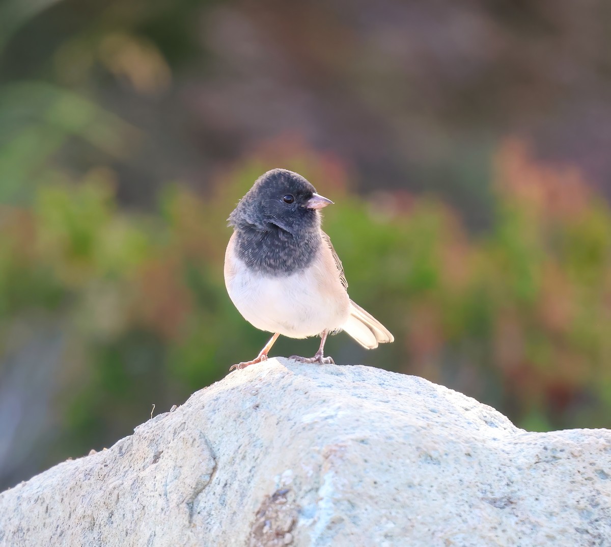 Junco Ojioscuro - ML623786868