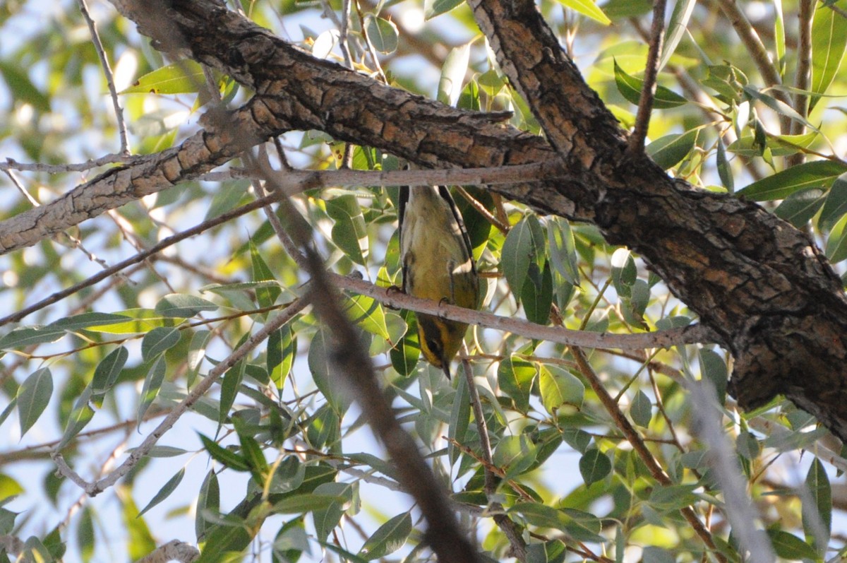 Townsend's Warbler - Sean Huntley