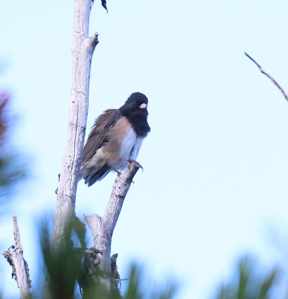 Dark-eyed Junco - ML623786906