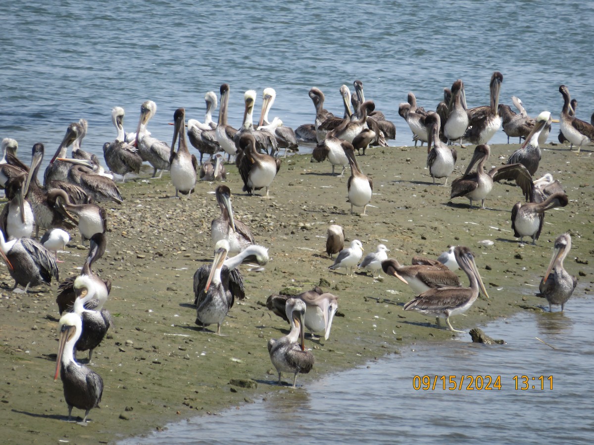 Brown Pelican - ML623786929