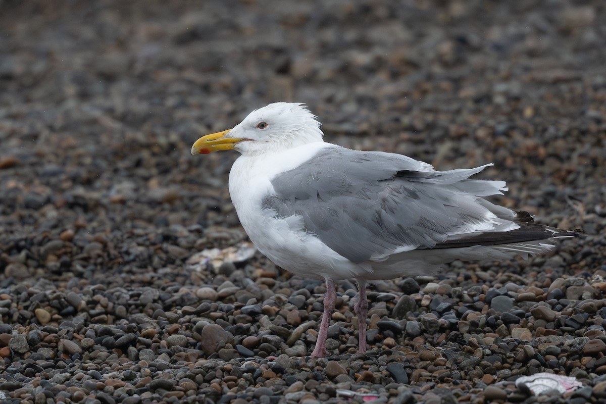 Gaviota Argéntea (vegae) - ML623786954