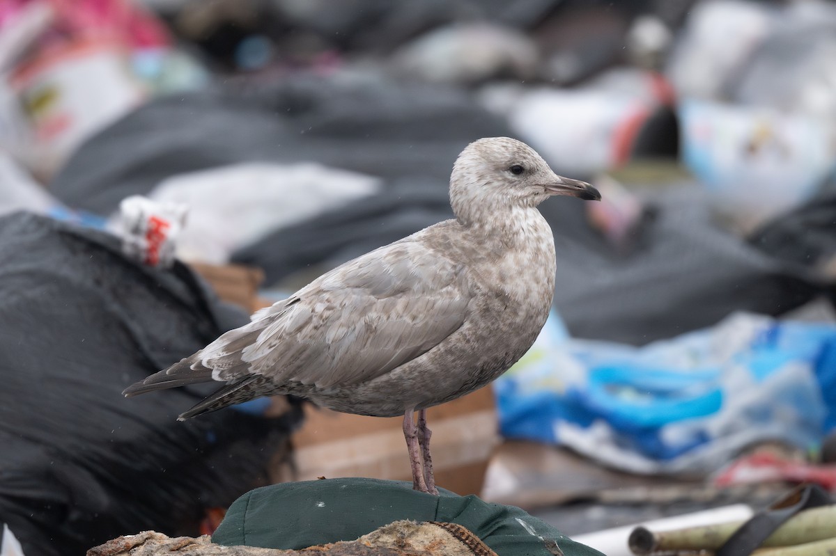 Gaviota Argéntea (vegae) - ML623786955