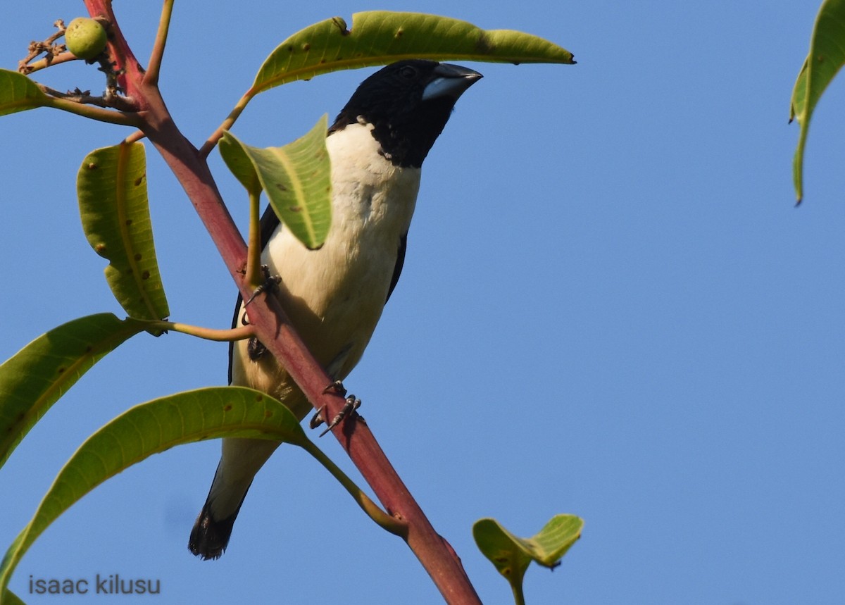 Magpie Mannikin - ML623786974