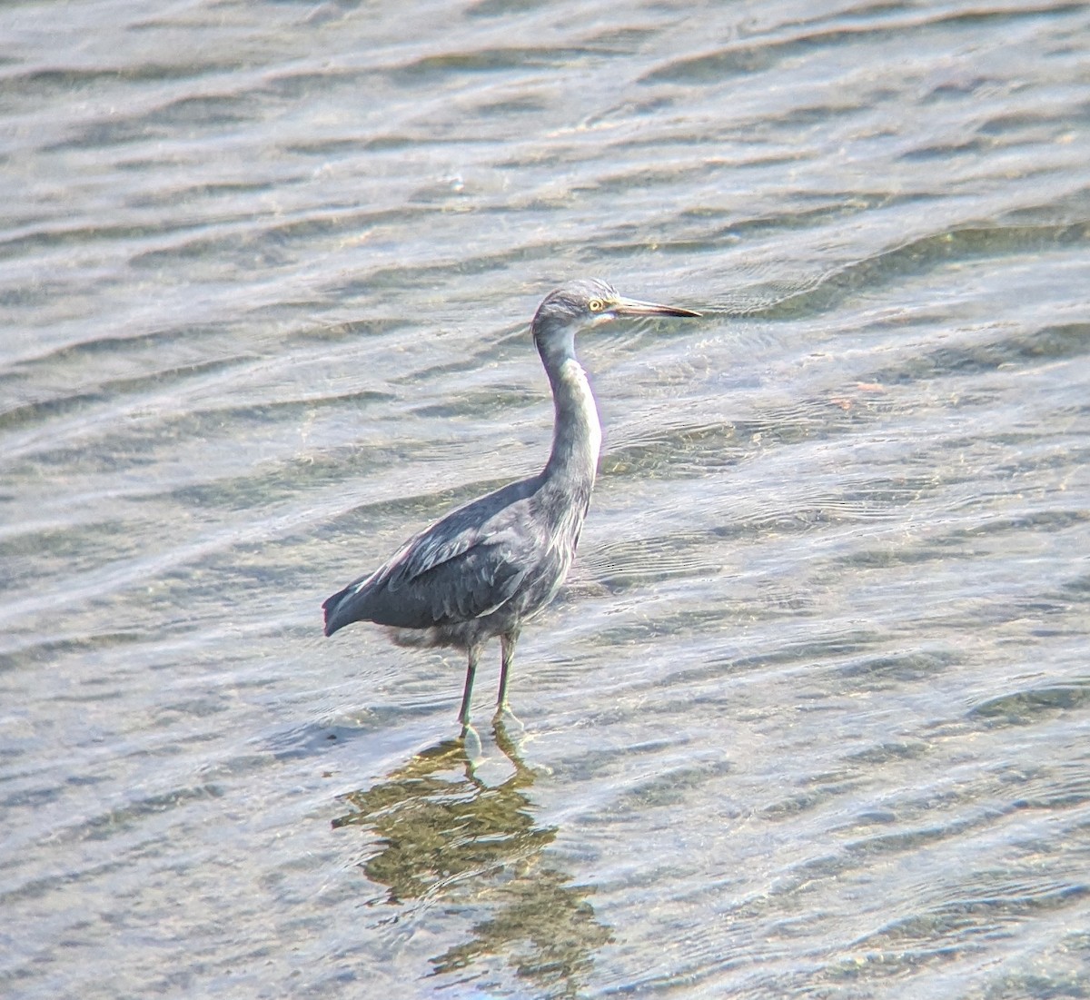 Little Blue Heron - ML623786977