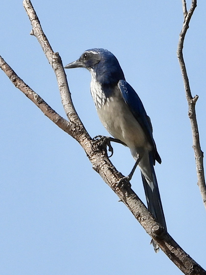 California Scrub-Jay - ML623787062