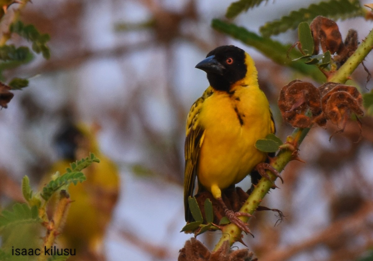 Village Weaver - ML623787070