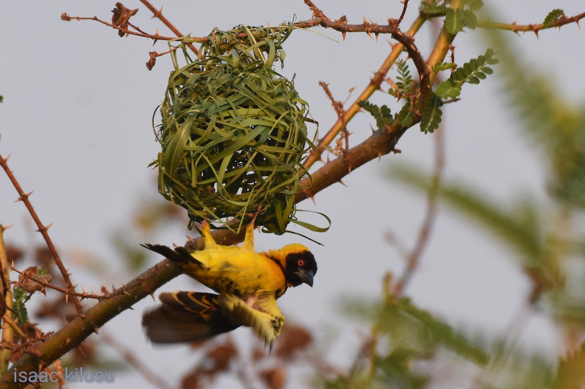 Village Weaver - isaac kilusu