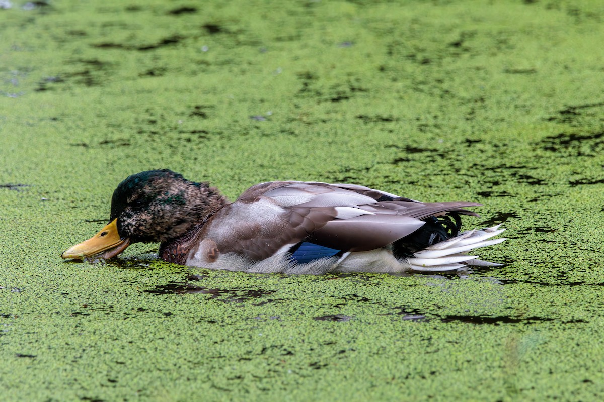 Mallard - Pierce Louderback