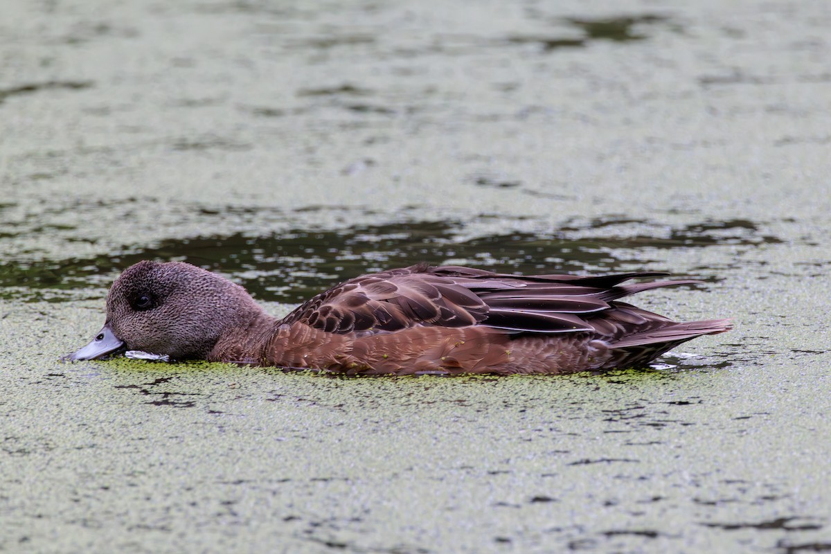 American Wigeon - ML623787085