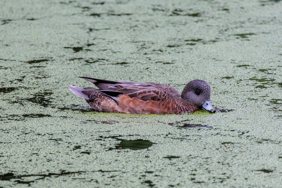 American Wigeon - ML623787086