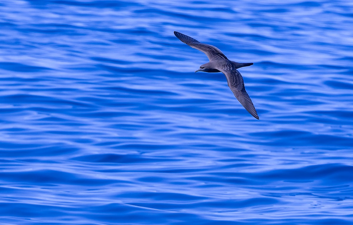 Wedge-tailed Shearwater - ML623787092