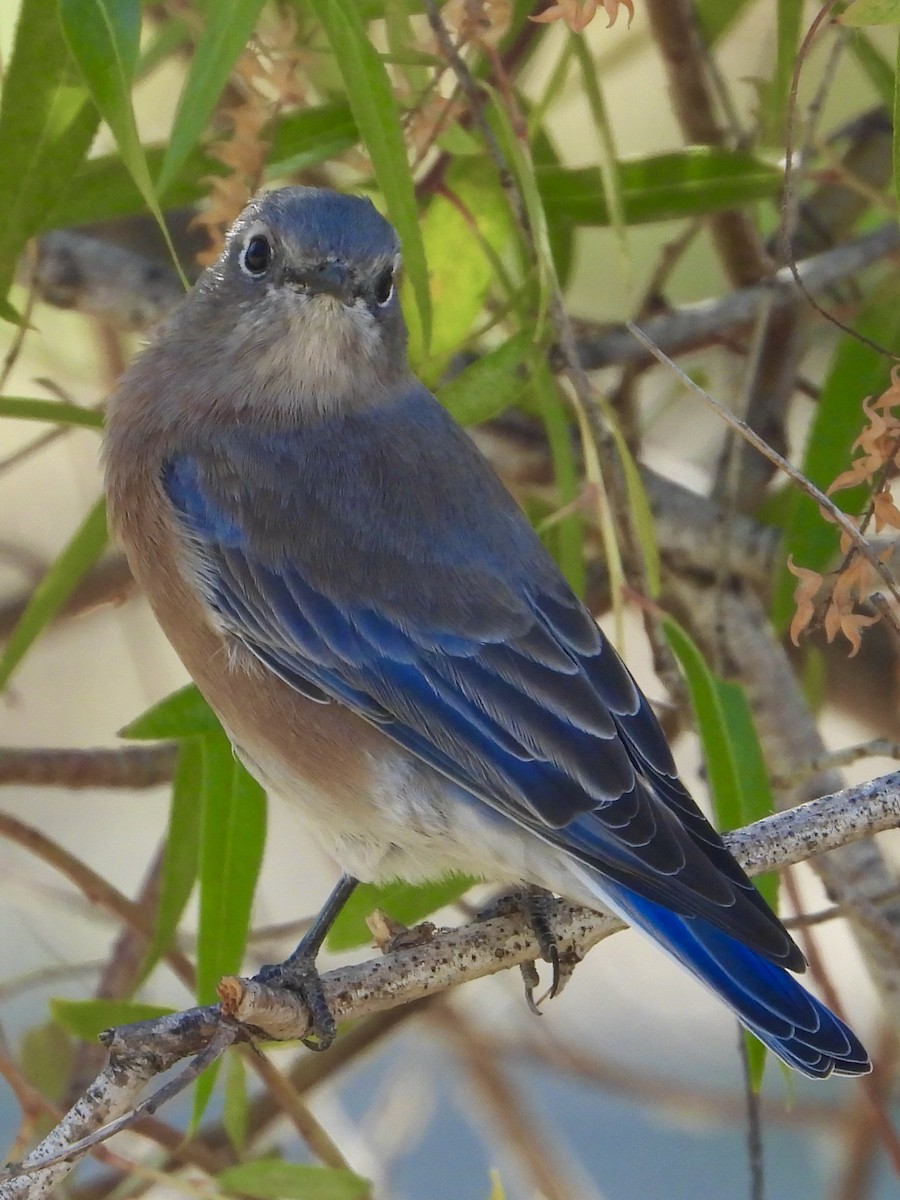 Western Bluebird - ML623787093