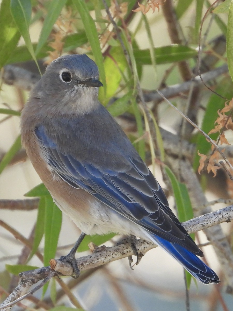 Western Bluebird - ML623787105