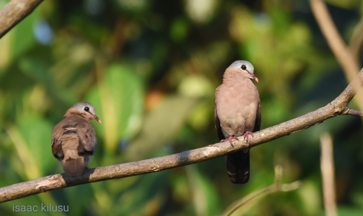 Blue-spotted Wood-Dove - ML623787108