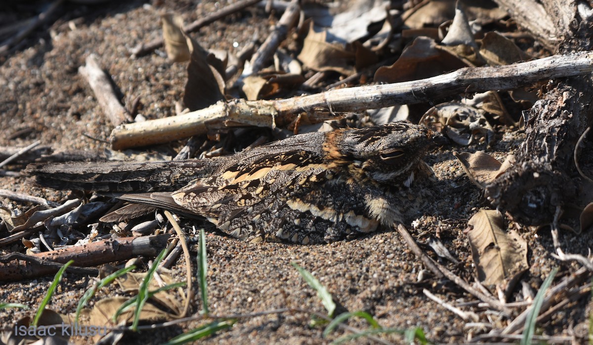 Square-tailed Nightjar - ML623787115