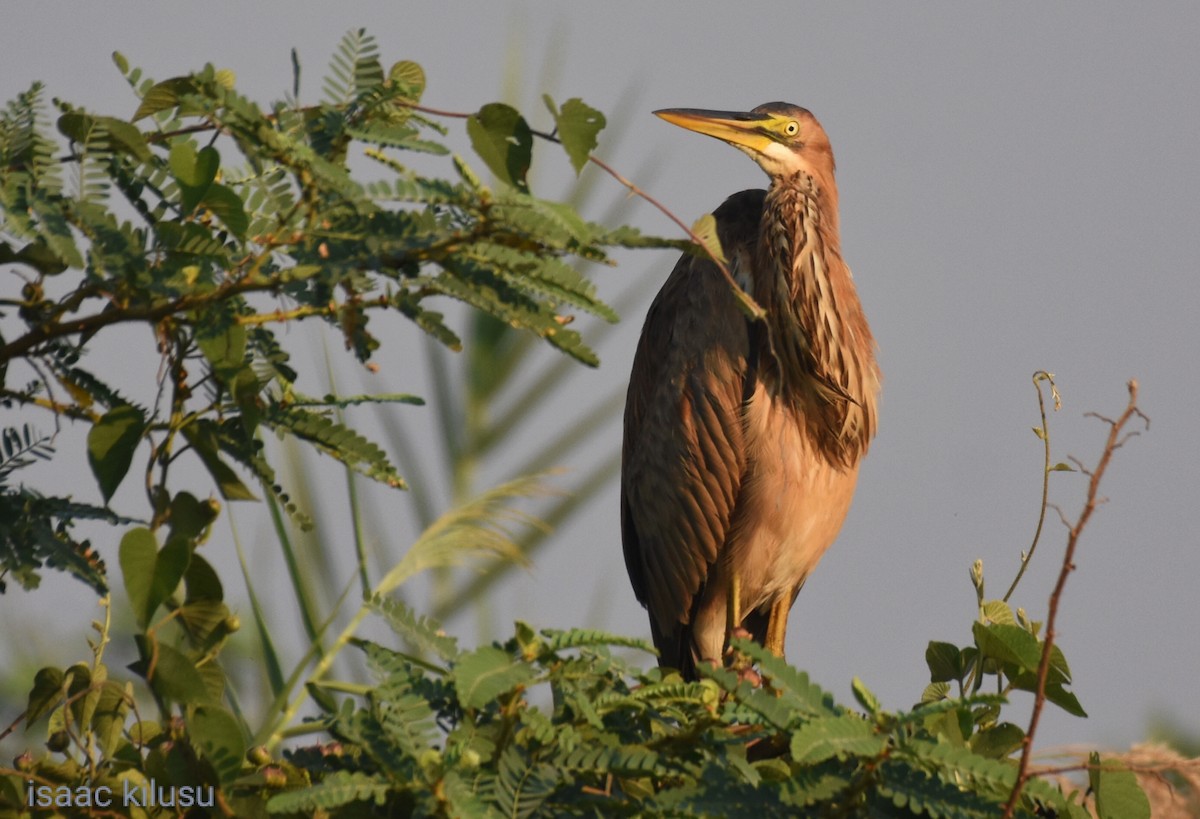 Purple Heron - ML623787130