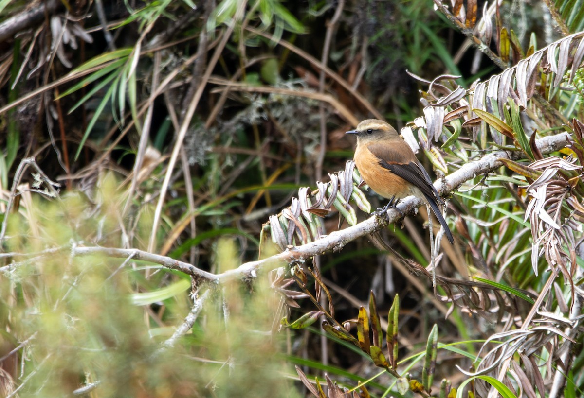 Brown-backed Chat-Tyrant - ML623787134