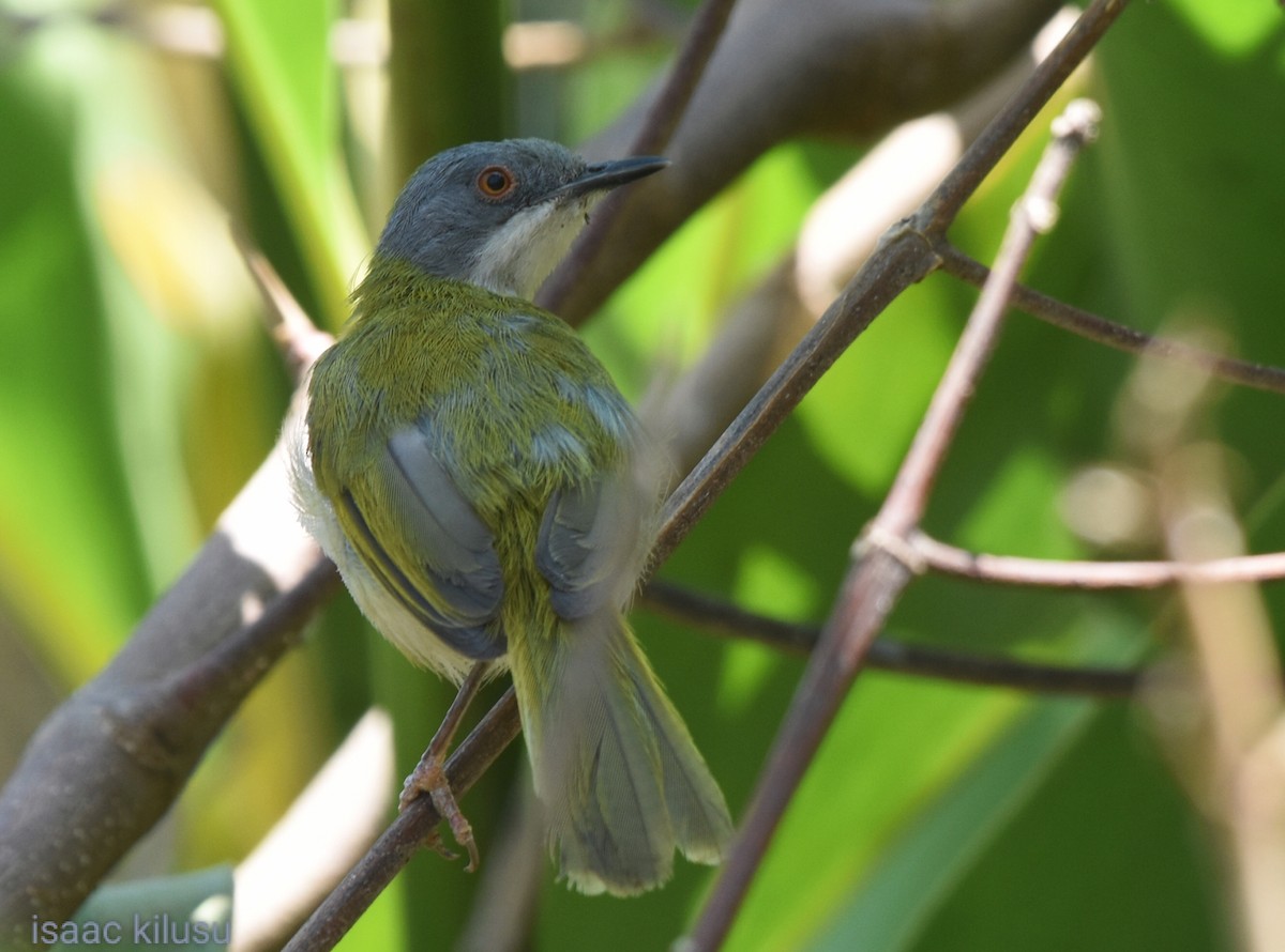 Yellow-breasted Apalis - ML623787149