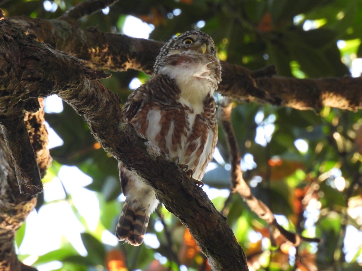 Collared Owlet - Diane Bricmont