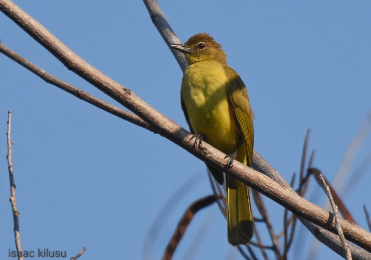 Yellow-bellied Greenbul - ML623787160