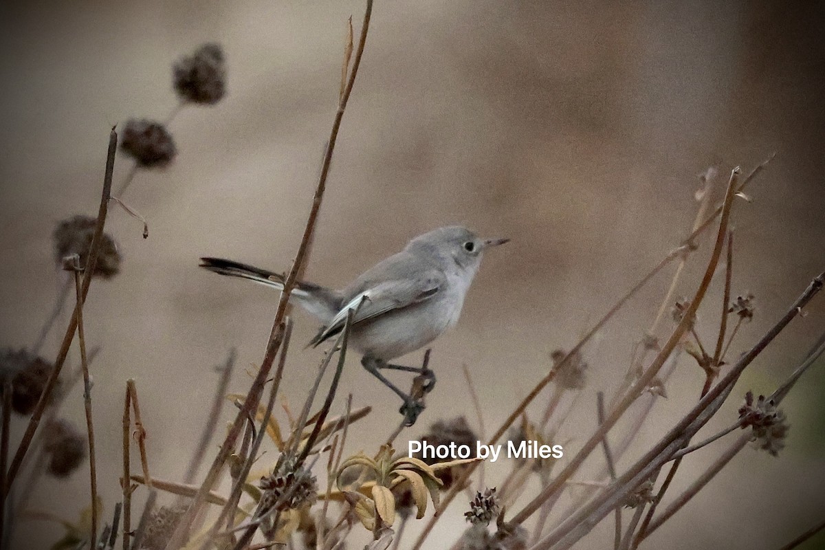 Blue-gray Gnatcatcher - Hui Wang