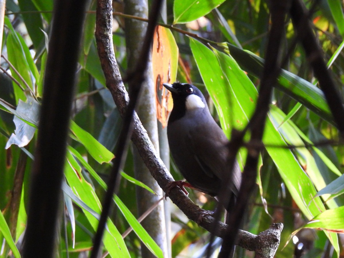 Black-throated Laughingthrush - ML623787175