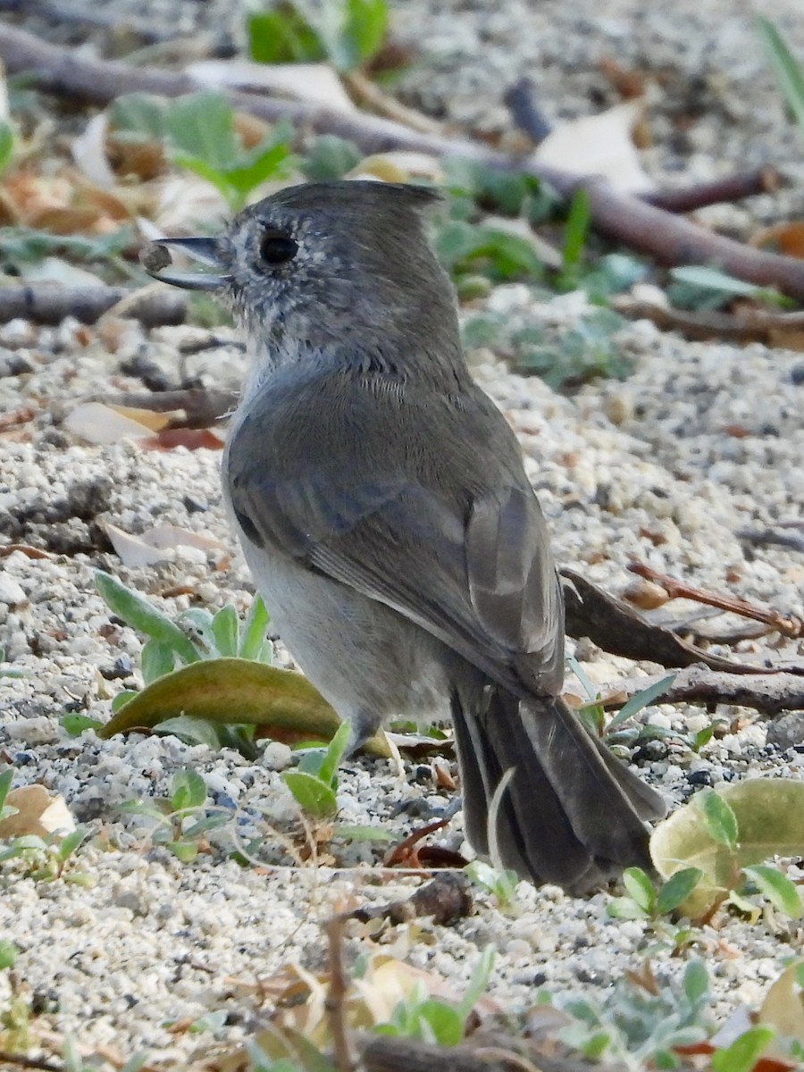 Oak Titmouse - ML623787199