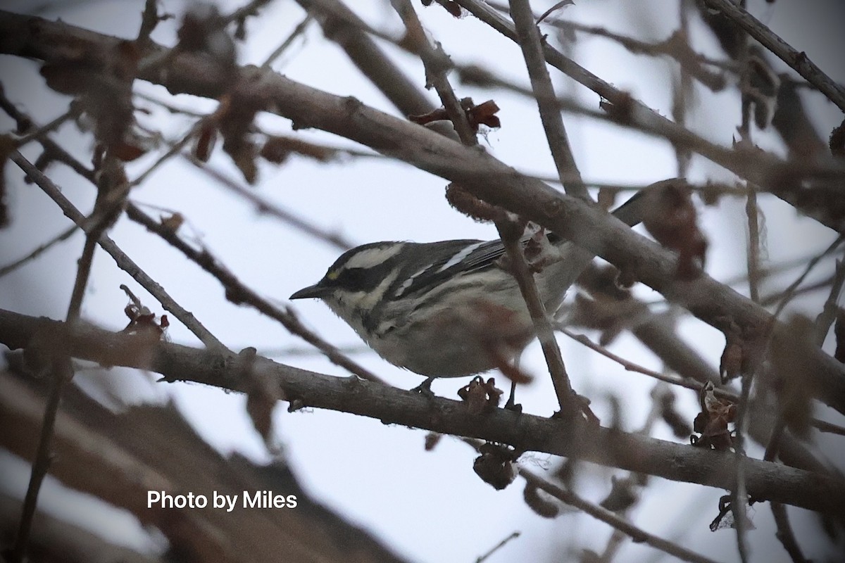 Black-throated Gray Warbler - Hui Wang