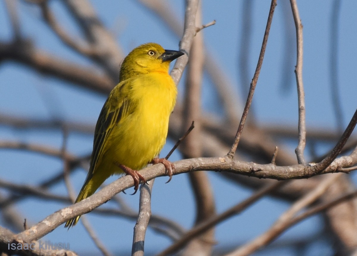 Holub's Golden-Weaver - ML623787210