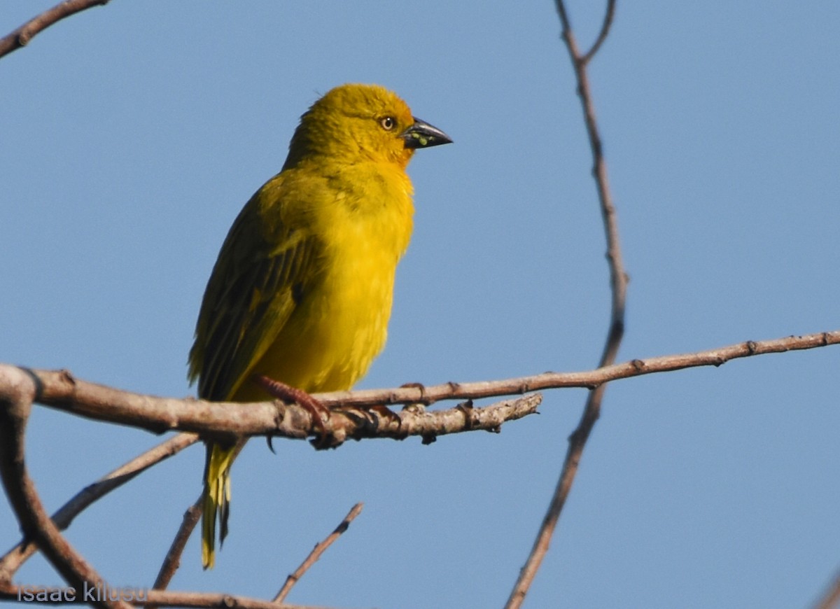 Holub's Golden-Weaver - ML623787211