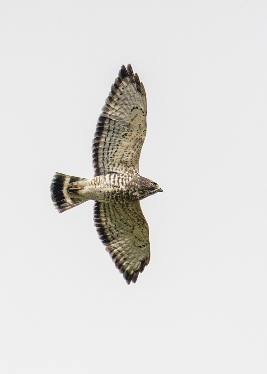 Broad-winged Hawk - ML623787222