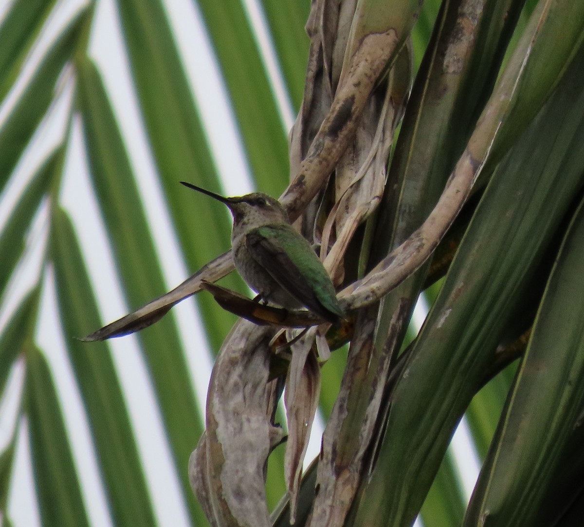 Anna's Hummingbird - ML623787228