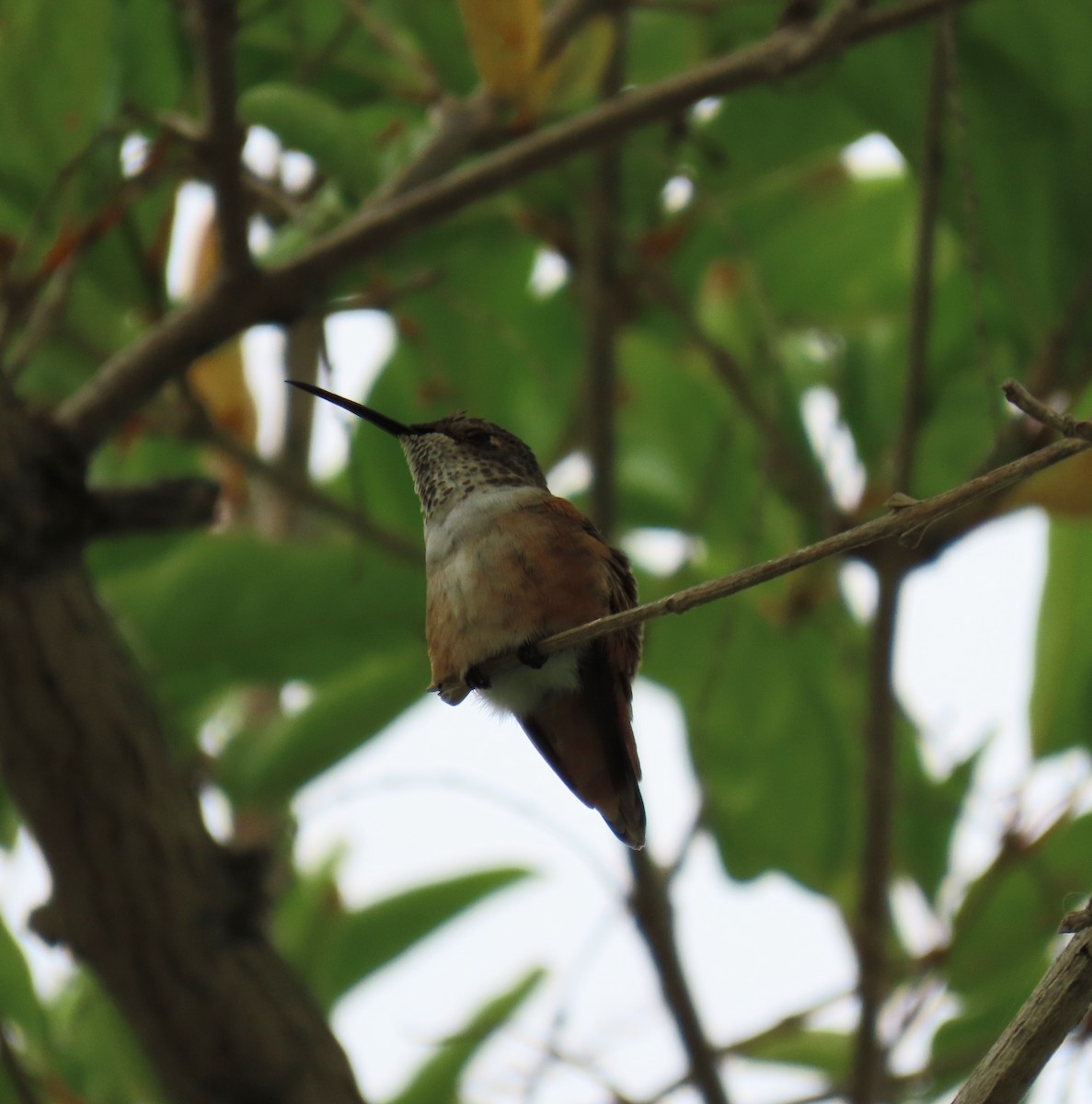 Allen's Hummingbird - ML623787245