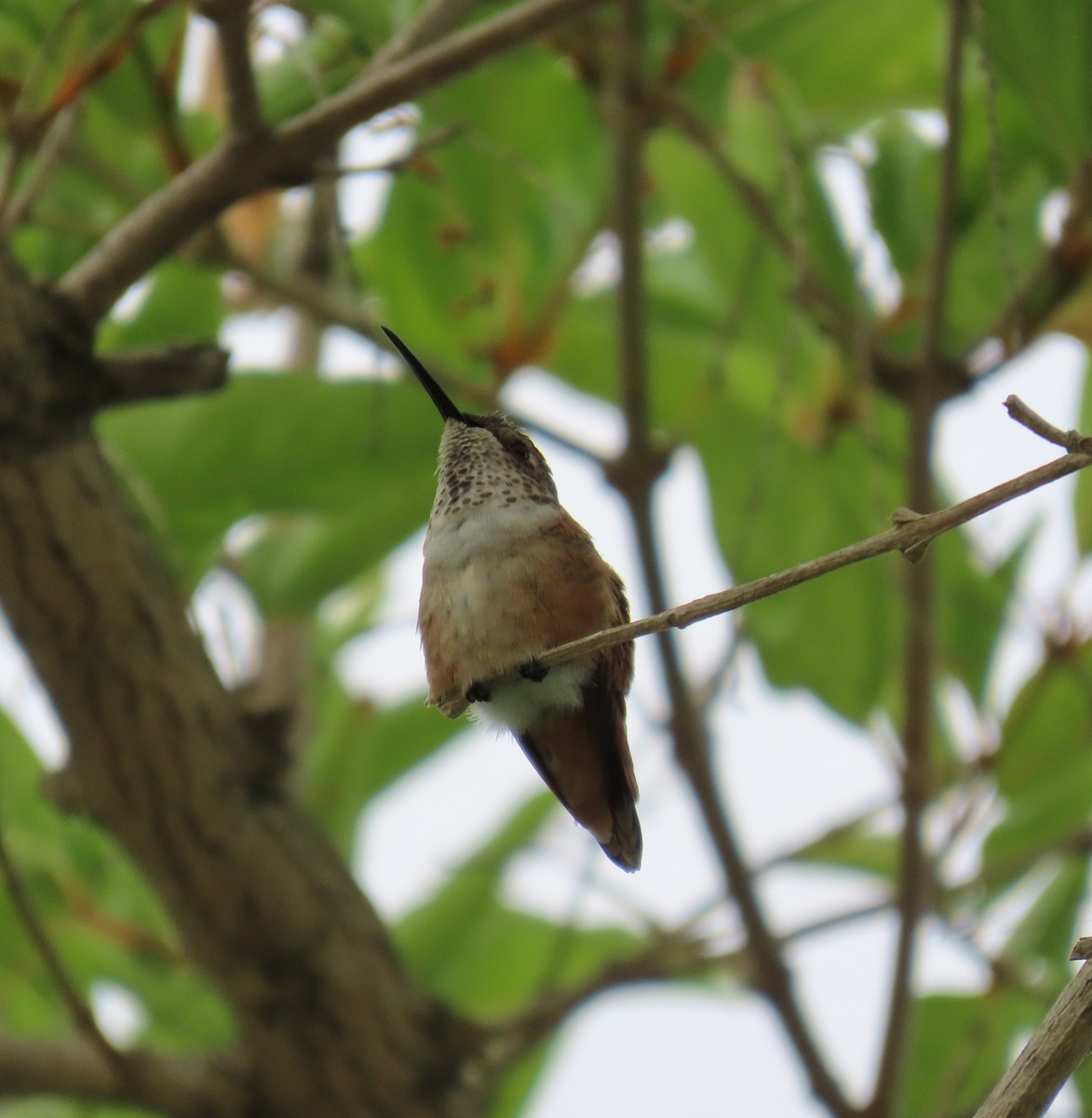 Allen's Hummingbird - ML623787246