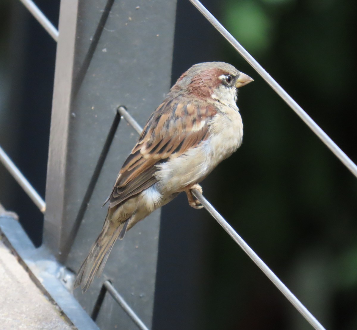 House Sparrow - ML623787272