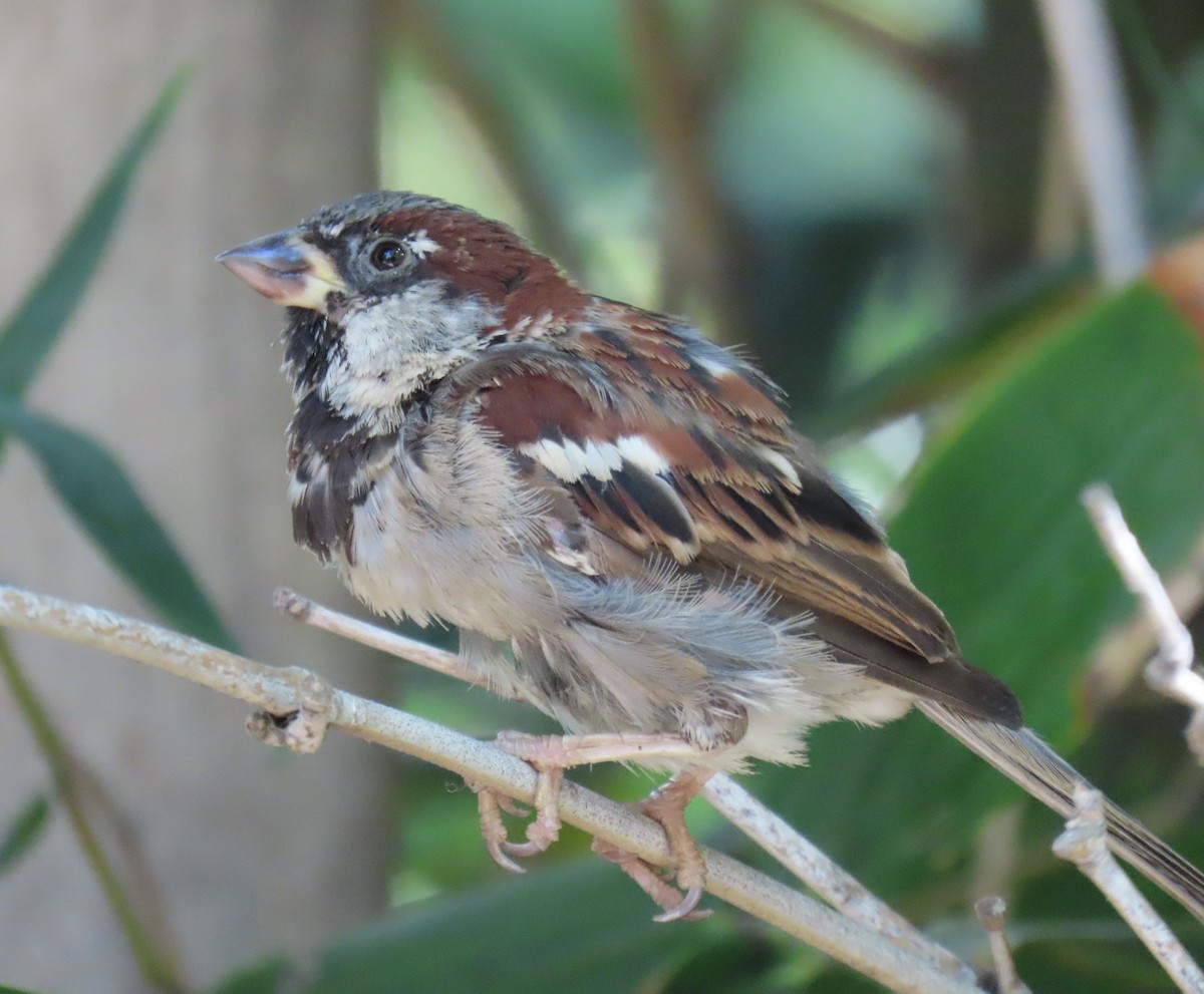 House Sparrow - ML623787273