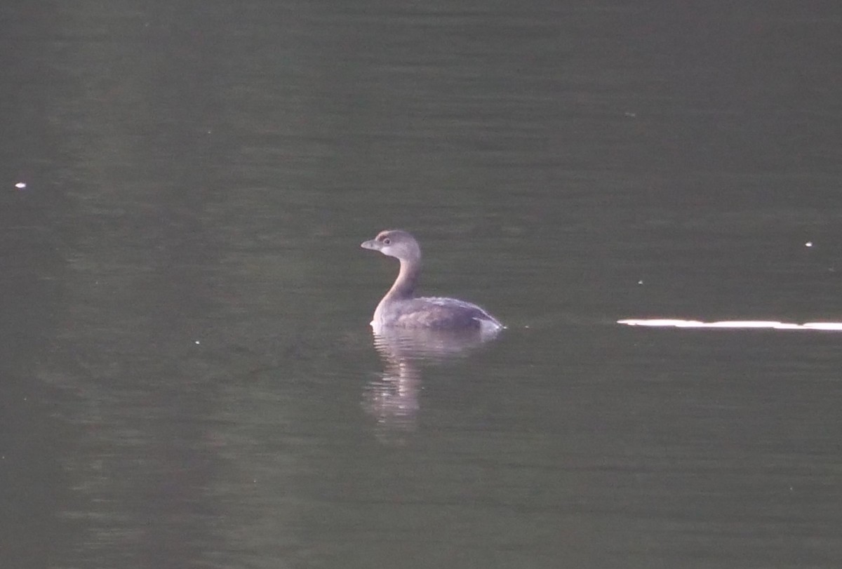 Pied-billed Grebe - ML623787304
