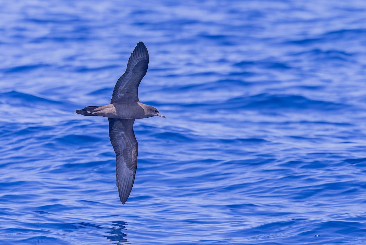 Wedge-tailed Shearwater - Geoff Dennis