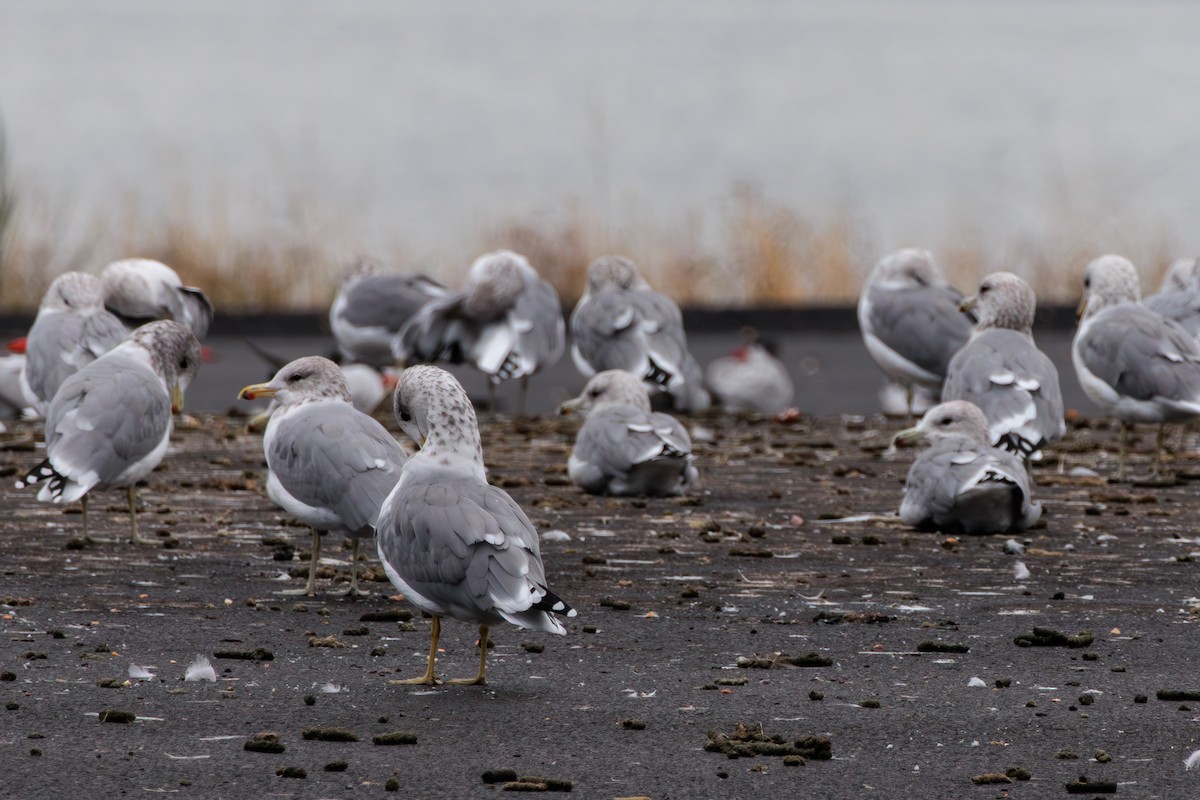 California Gull - ML623787330