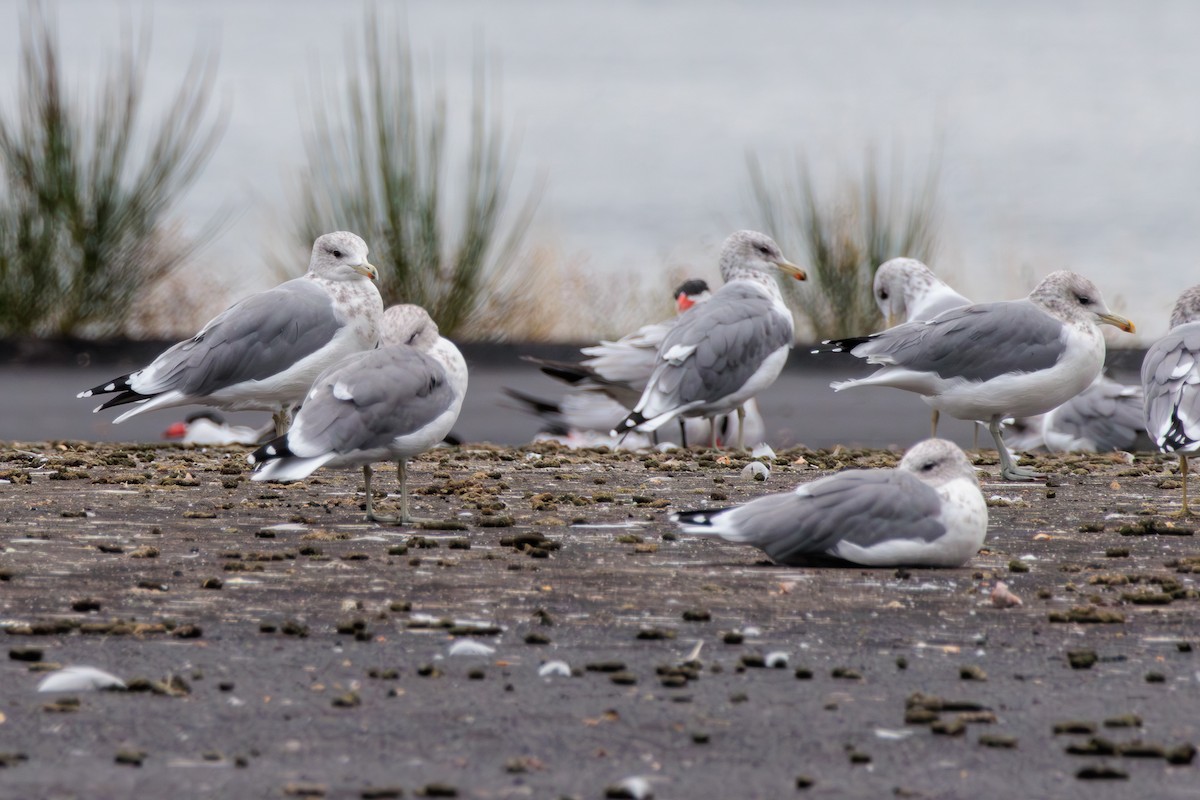 California Gull - ML623787331