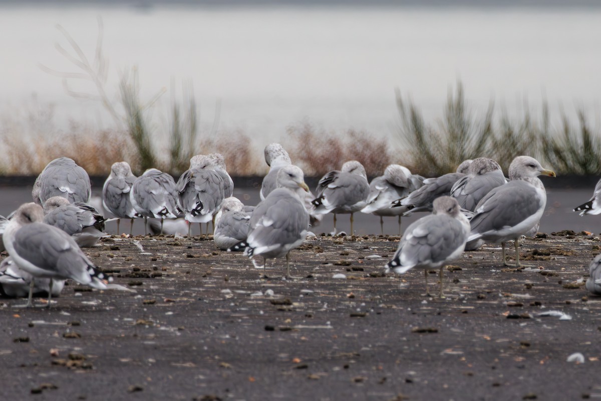 California Gull - ML623787332