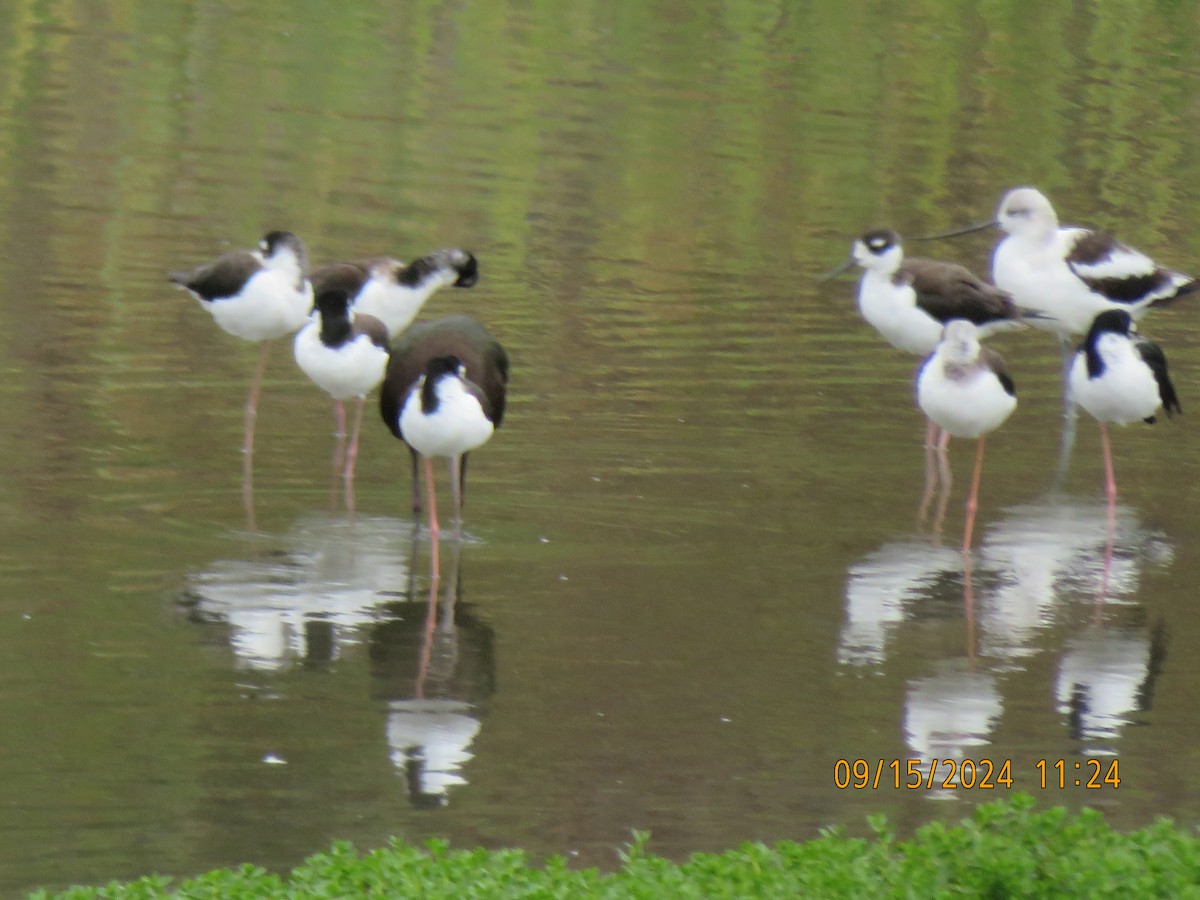 Black-necked Stilt - ML623787387