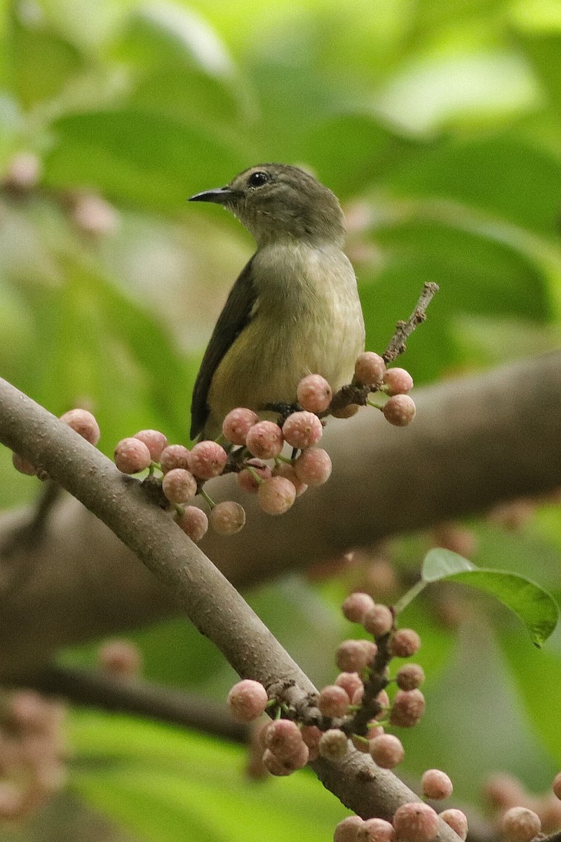 Pygmy Flowerpecker - ML623787504