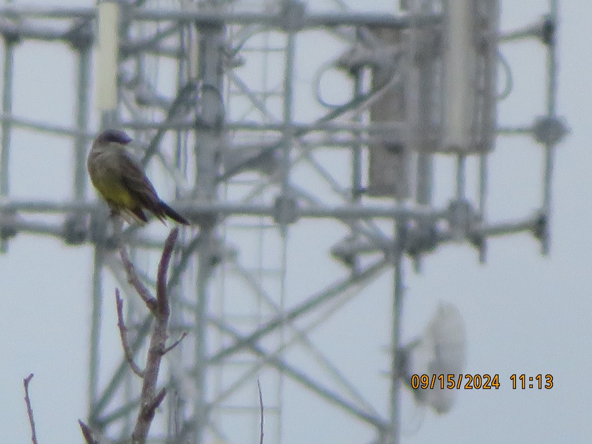 Cassin's Kingbird - Anonymous