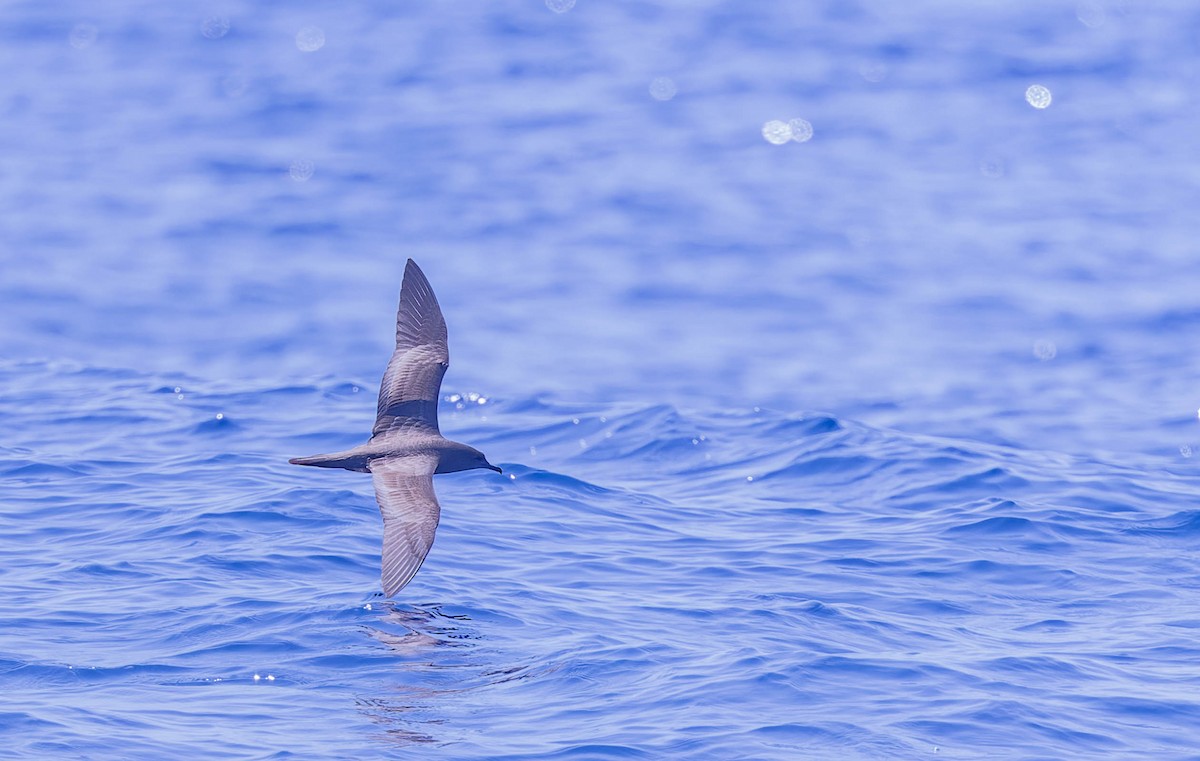 Wedge-tailed Shearwater - ML623787596